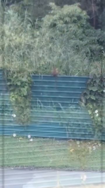 #singapore #monkey#shorts смотреть онлайн