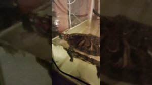 красноухая черепаха ест яблоко