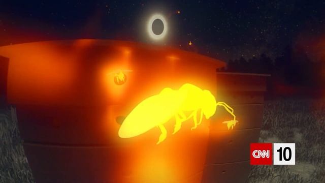 What Do Animals Do During A Solar Eclipse?