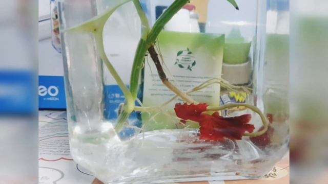 Never Ever Giveup | Beta Hunting an Earthworm🔥🔥🔥 | смотреть онлайн