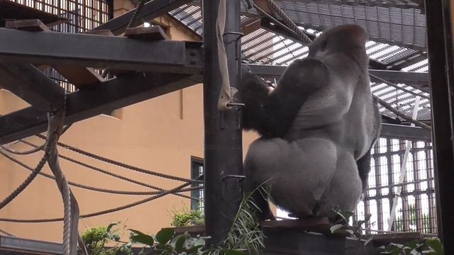 モモタロウ、雨の中、細い鉄骨の上を二本足で全速で走る♪慌てて走る姿が可愛いボスニシゴリラが面白い♪【京都市動物園 2022/11/1公開】