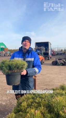 Первая отгрузка сезона 2025!