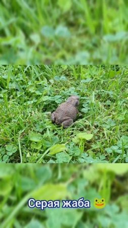 Серая жаба 🐸 в Подмосковье [4K] #shorts