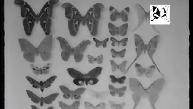 Malaysia butterfly collector TANAHSAHI Papilio memnon part III смотреть онлайн