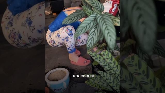 #фитодизайн #озеленение #комнатныерастеня
