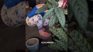 #фитодизайн #озеленение #комнатныерастеня