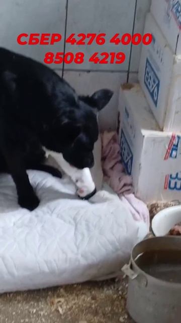 Подрались в вольере