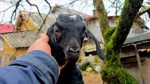 Вторая линия разведения