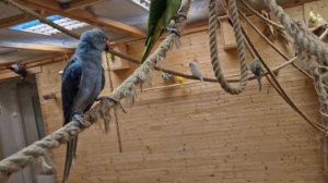 Мини-зоопарк попугаев