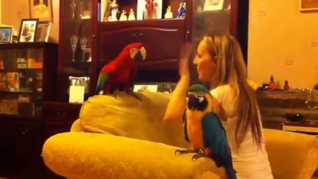 Macaw is a fan of mama Mia Birdline смотреть онлайн