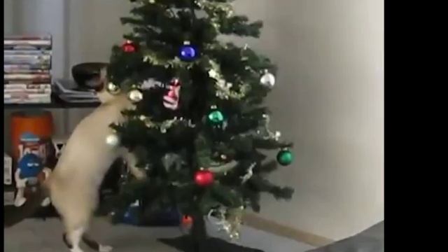 Коты против Нового Года "Батл"| Cats vs New Year " Battle " смотреть онлайн