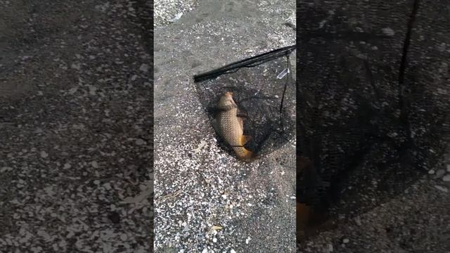 11-02-2022 первый улов карпа на 4 кг. первый выезд на рыбалку с моими друзьями было очень хорошо... смотреть онлайн