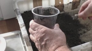 Посев помидоров на рассаду для открытого грунта