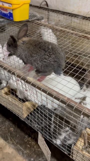 У кролика один месяц #кролики #пушистики #рек #ферма #маленькие #shorts смотреть онлайн