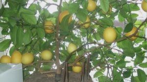О выращивании лимона в квартире