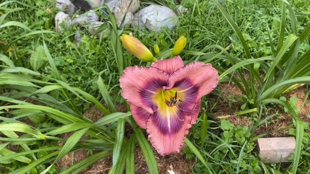 Латифа. Где же отсвет в глазу? смотреть онлайн