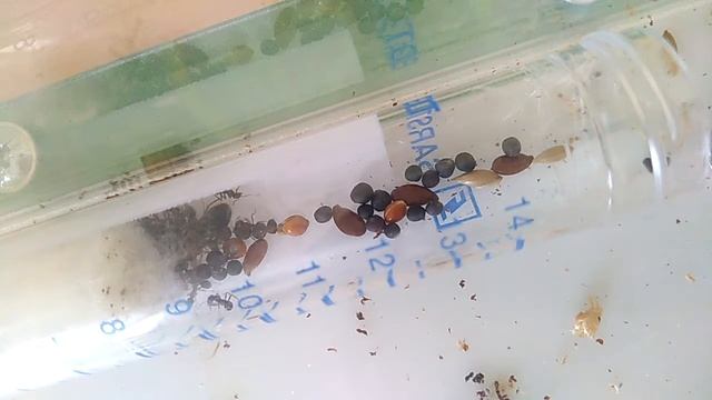 Кормлю своих муравьев сахарным сиропом! смотреть онлайн