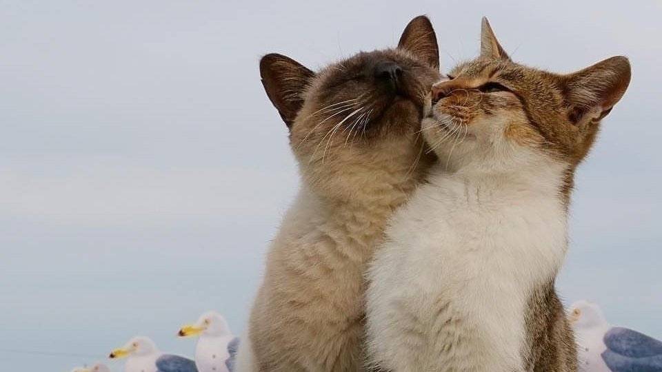 ЧТО У НЕГО НА УМЕ? ТЫ ОСОБЕННАЯ, НО ХВАТИТ ЛИ ТЕРПЕНИЯ? смотреть онлайн