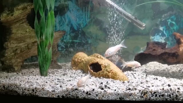 Yo-yo Loach 8 years old смотреть онлайн