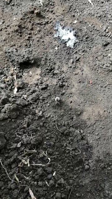 Тарантул с яйцом #деревня #село #дача #сад #огород #животные #лето #паук #пауки #насекомые смотреть онлайн