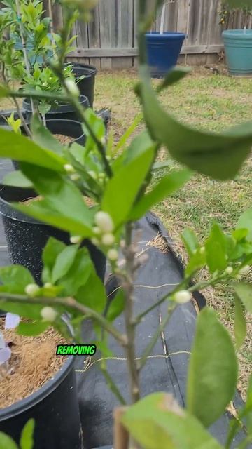 Spider Mites Leaf Damage - Growing Citrus in Containers смотреть онлайн