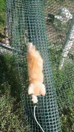 котенок
