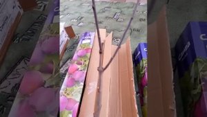 Обходите стороной магазин Русские Семена .