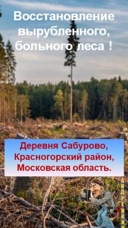 Дер.Сабурово Московская область-восстановление вырубленного,больного леса
