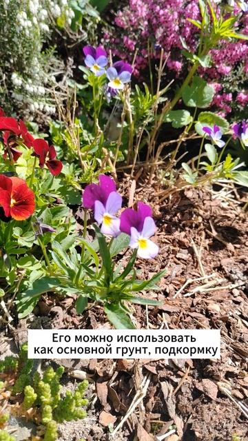 Как выбрать грунт для рассады #грунт #грунтдлярассады
