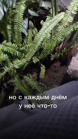 #фитодизайн #озеленение #комнатныерастения