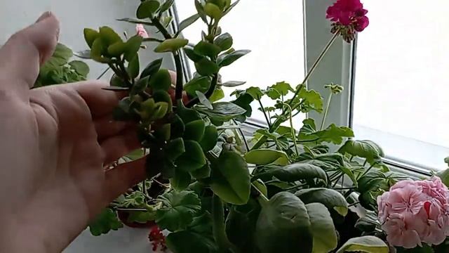 Зацветают пеларгонии, обрезка каланхоэ,колеус аватар. смотреть онлайн