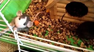 Крысята Дамбо