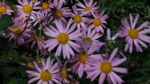 Late Summer Flowers || Clara Curtis || Chrysanthemum