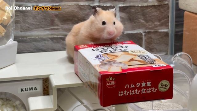 ハムスターの食ぱむ動画撮影後【おまけ動画】ゴールデンハムスターキンクマ