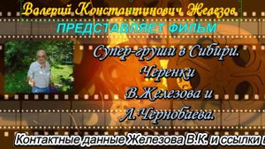 Супер-груши в Сибири. Черенки  В.Железова и Л.Чернобаева.