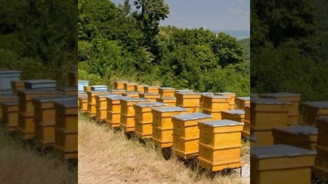 для начинающего пчеловода