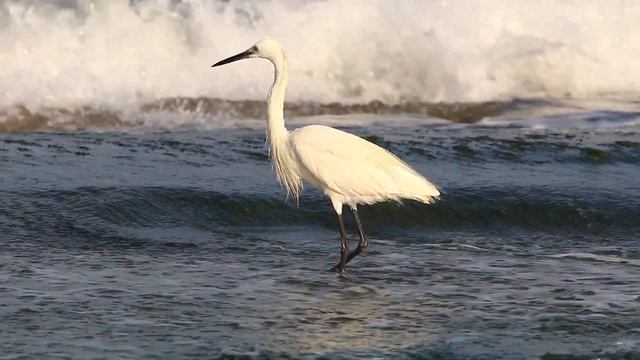 белая цапля смотреть онлайн