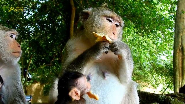 Cute acting of baby Susie / Ava screaming loudly when outside troop monkey try to scare her смотреть онлайн
