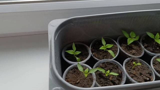 Сельские будни.Пока на улице похолодало ГЕНЕРАЛЮ ДОМ 🤗