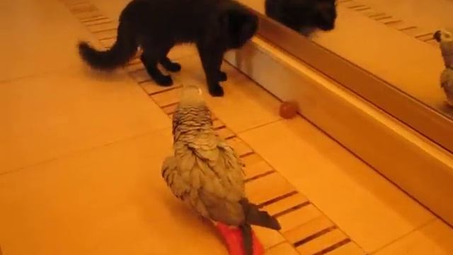 Попугай жако Гошаня и Машенька. смотреть онлайн