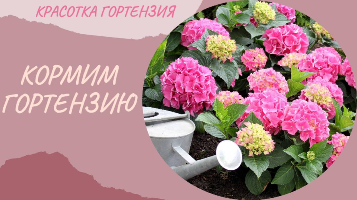 Листовые подкормки гортензий 🌿🌺