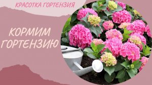 Листовые подкормки гортензий 🌿🌺