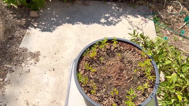 Interesting Seedling Germination - Moringa Oleifera (Ep. 108) смотреть онлайн