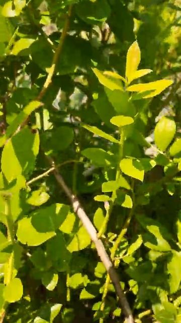 Голубика, бывало и больше ягод! Не она така, год такой🤗 смотреть онлайн