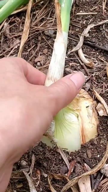 When are Onions Ready to Pull? #garden #gardening