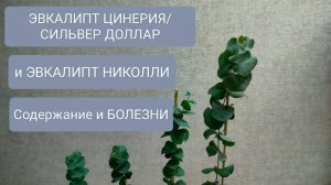 🔴ЭВКАЛИПТ ЦИНЕРИЯ / СИЛЬВЕР ДОЛЛАР. СОДЕРЖАНИЕ И ХАРАКТЕРНЫЕ БОЛЕЗНИ .