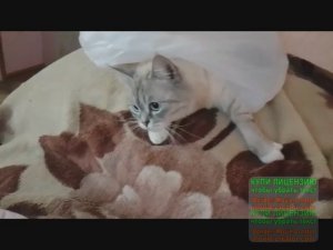 КУЗЬМА и любимый пакетик