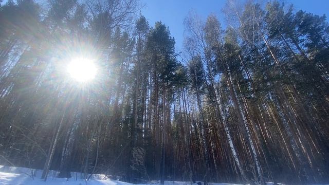 Лес, теплое весеннее солнце