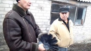 голуби Донбасса г.Белицкое ф.2 у Толика