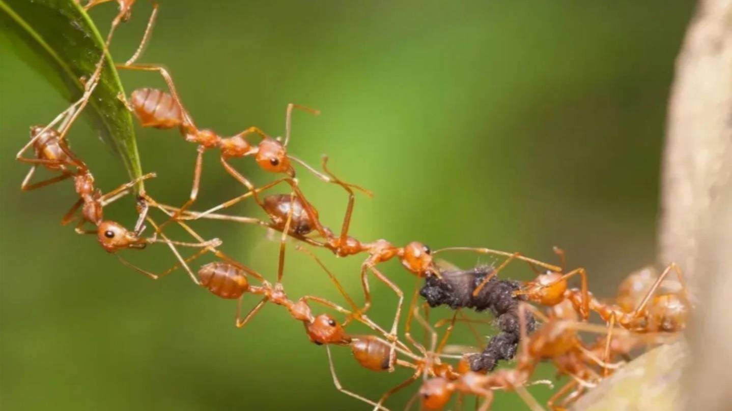 The ants 🐜 5